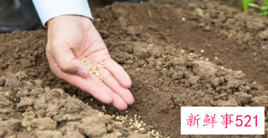 梦见播种是什么意思