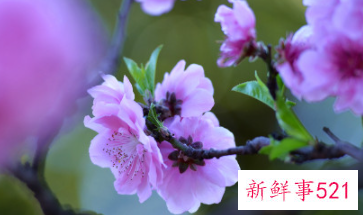 梅花和桃花的区别