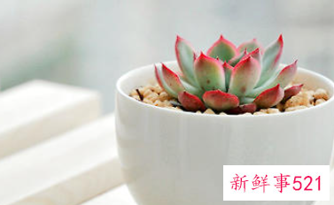 多肉植物腐烂的分类及处理