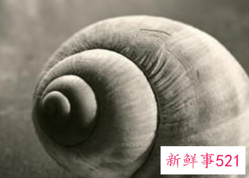 海螺怎么存放时间长