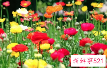 女人梦见开了一朵花