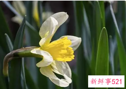 兰花比喻人怎样的精神