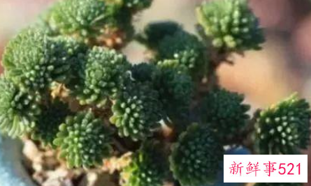 多肉植物腐烂的分类及处理