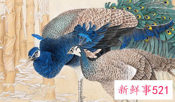 两只孔雀的画是什么意思