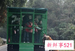 梦见动物园猛兽跑出来袭击人