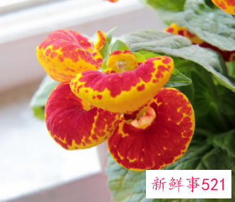 荷苞花的养殖方法