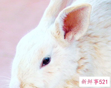 63年属兔的什么颜色最旺