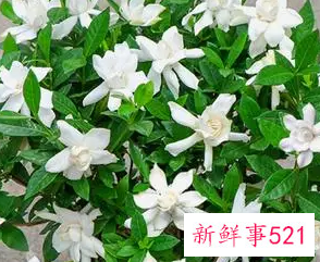 家里养什么花比较好