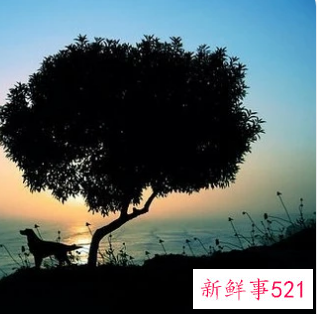 梦见线有什么征兆