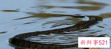 梦见水池里有蛇什么意思