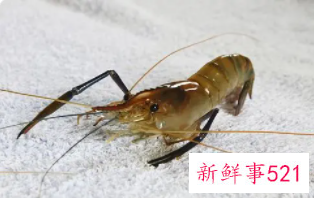 梦见抓了好多虾是什么意思