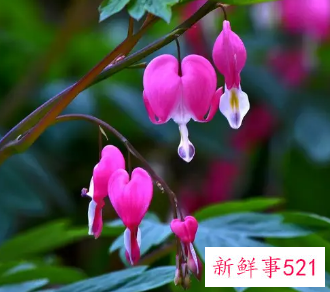 荷苞花的养殖方法