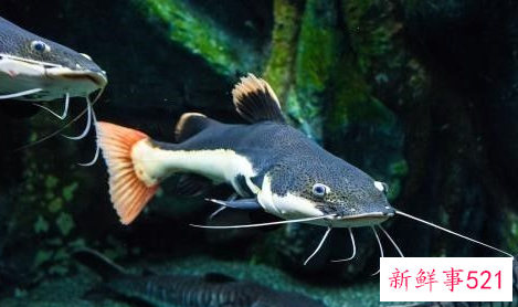 海边最危险的东西是什么