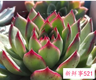 多肉的药用价值