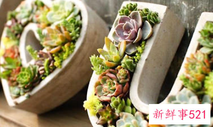 多肉植物腐烂的分类及处理