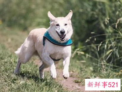 梦见被大狗追说明什么