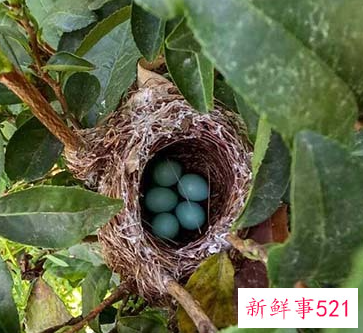 阳台上来鸟是什么兆头