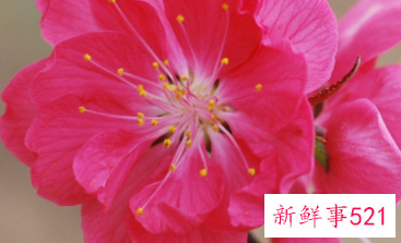 梅花和桃花的区别