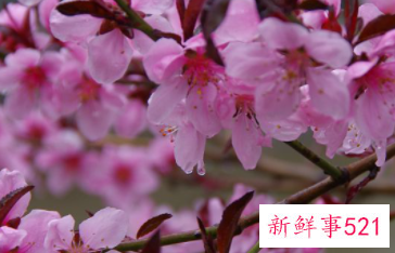 梅花和桃花的区别