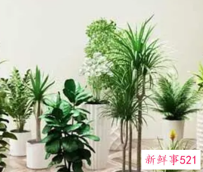 孕妇梦见绿植生女儿吗