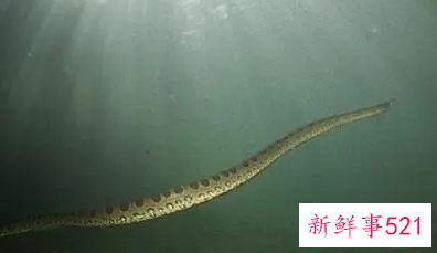 梦见水池里有蛇什么意思