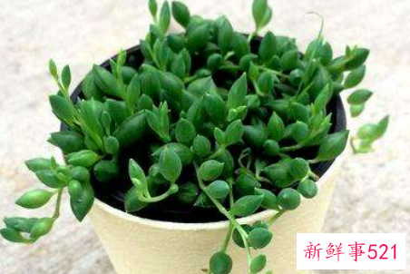 珍珠吊兰的繁殖方法