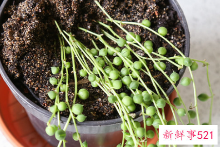 珍珠吊兰的繁殖方法