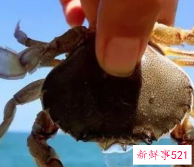 女人梦见活螃蟹在水里什么预兆