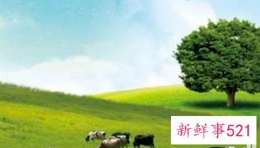 12岁儿童奶粉哪个牌子好