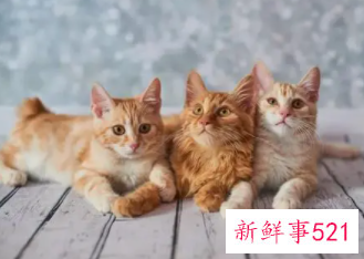 梦见好多的猫