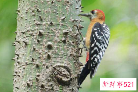 梦见啄木鸟会怎么样