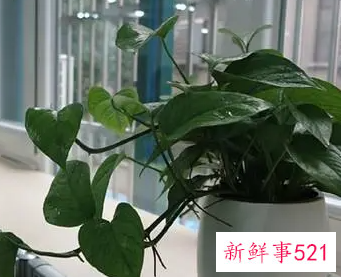 适合办公室风水的吉祥植物