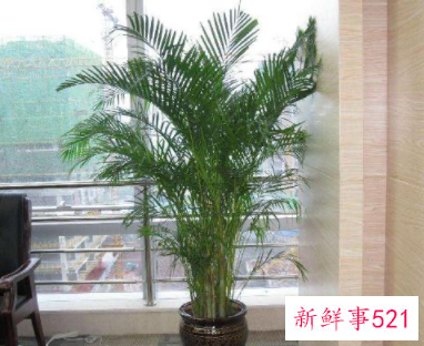 散尾葵适合放卧室吗