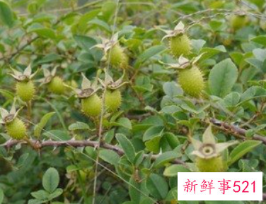 金樱子的功效与作用有什么