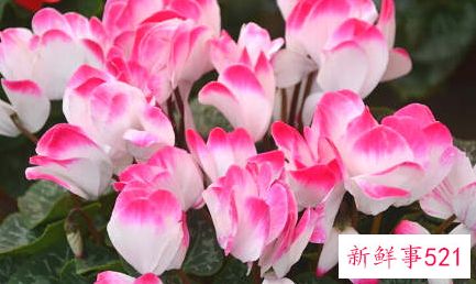 风水好的花有哪些