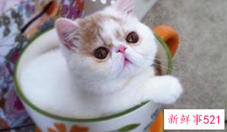 茶杯猫要绝育吗