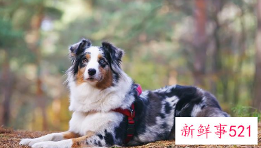 澳大利亚牧羊犬的性格特点介绍