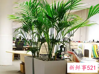 适合办公室风水的吉祥植物