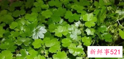 金钱草的功效与作用和主治