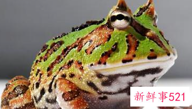 角蛙怎么养解析