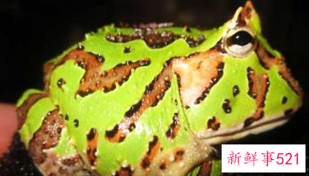 角蛙怎么养解析