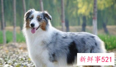 澳大利亚牧羊犬的性格特点介绍