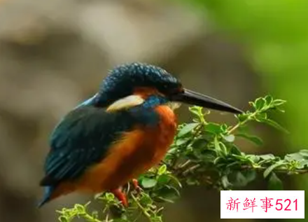 梦见鸟在飞是什么意思