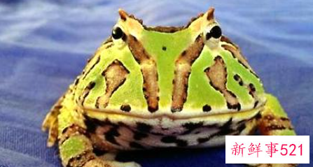 角蛙怎么养解析