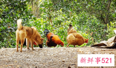 六畜是指哪六个生肖