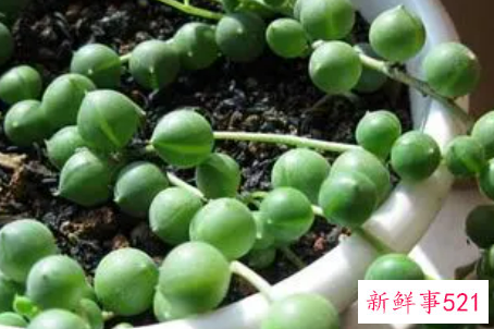 珍珠吊兰的繁殖方法