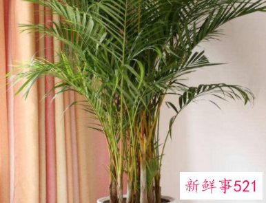 散尾葵适合放卧室吗