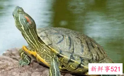 十大最好养的乌龟