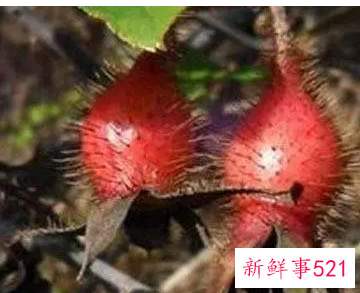 金樱子的功效与作用有什么