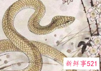 属蛇男最喜欢的女人是谁